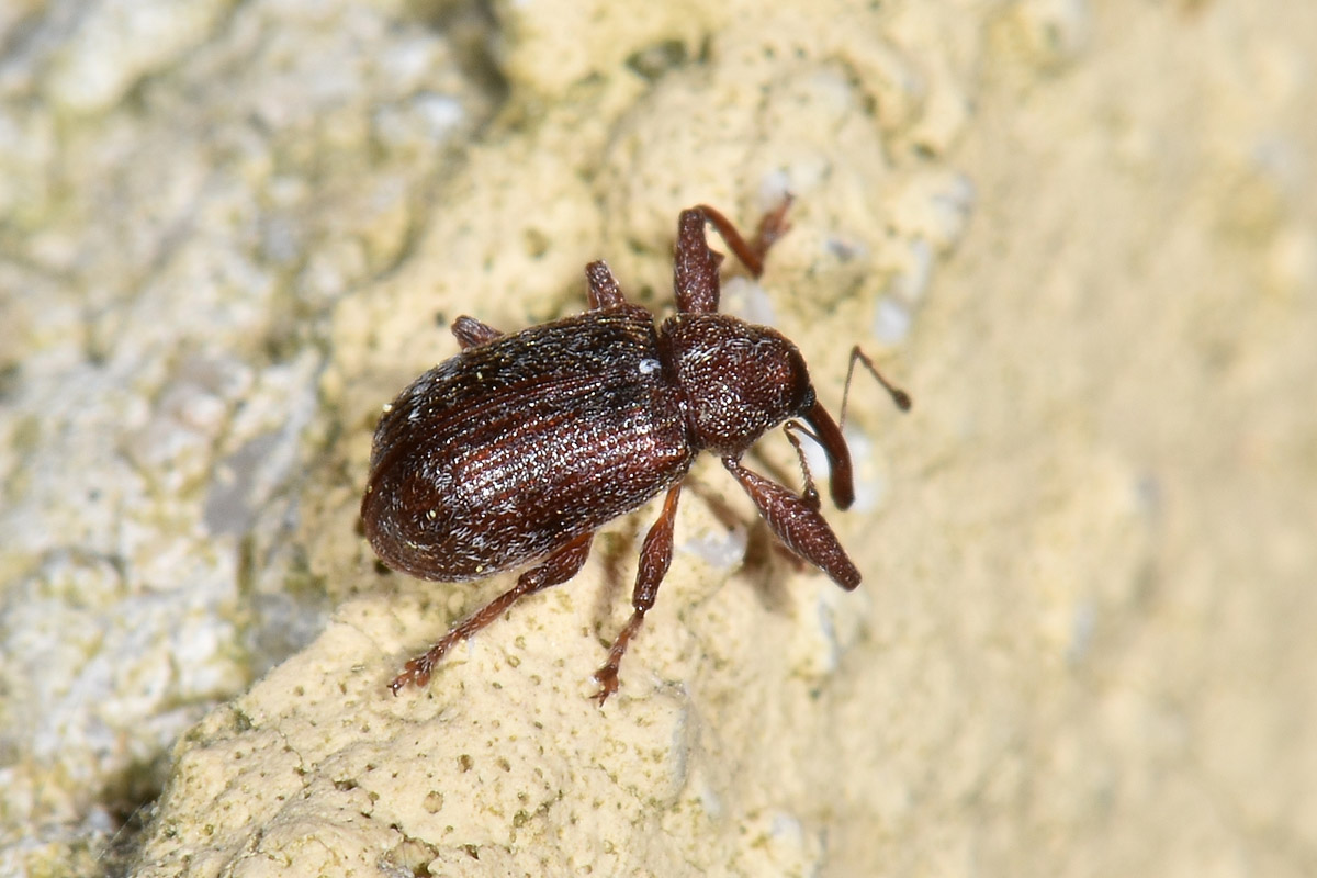 Curculionidae: Anthonomus sp?